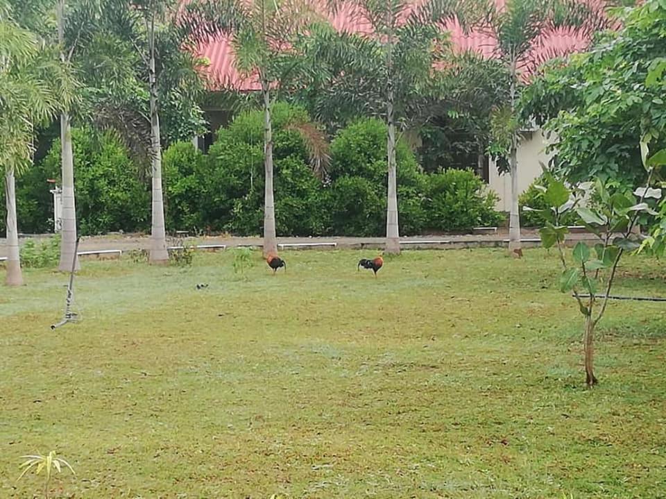 Hotel Tree Garden Wilpaththu Nochchiyagma Anuradhapura Nochchiyagama Dış mekan fotoğraf