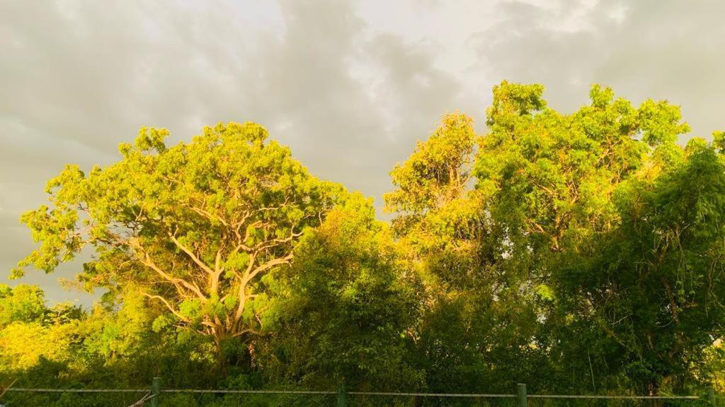 Hotel Tree Garden Wilpaththu Nochchiyagma Anuradhapura Nochchiyagama Dış mekan fotoğraf